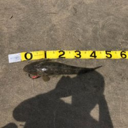 マゴチ ヒラメそほ