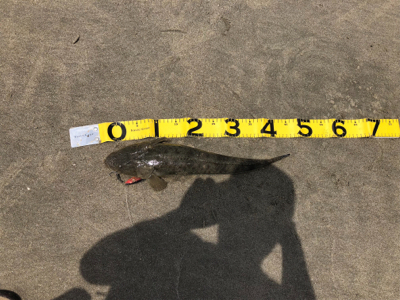 マゴチ ヒラメそほ