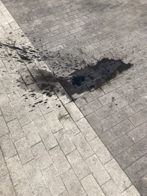 コウイカ エギング