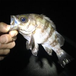 アジ不発でもメバル