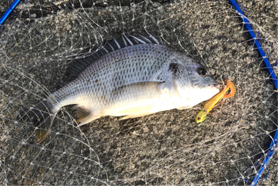 狙いは、はずれ。