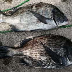 久しぶりにヘチ釣り