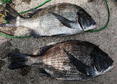 久しぶりにヘチ釣り