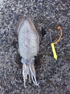 シリヤケイカに出会った