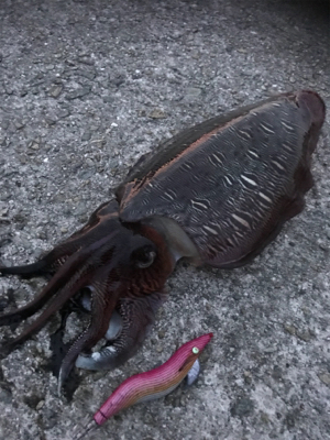 久々にコウイカ