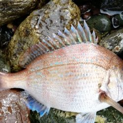 ショアジギング！