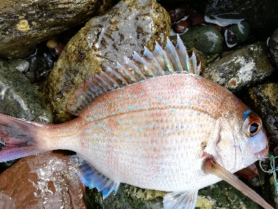 ショアジギング！