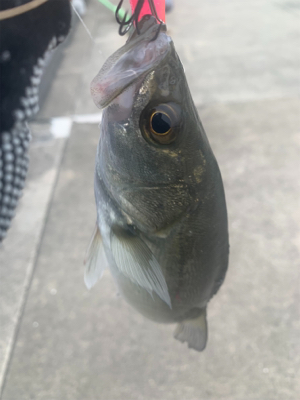 ホーム久々シーバスからの神戸空港ツバスは。