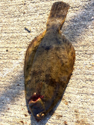 カレイは終わりかな？