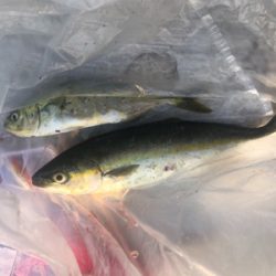 ただ巻き ツバス