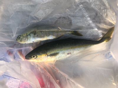 ただ巻き ツバス