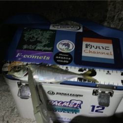 久しぶりのアジング