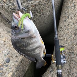 チニング 楽し過ぎる 釣れまくり