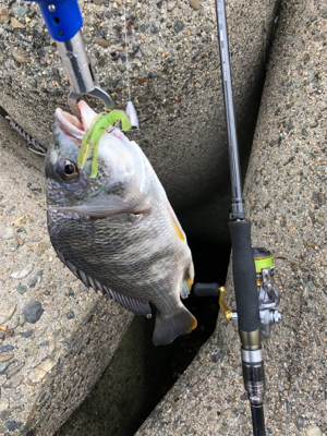 チニング  楽し過ぎる 釣れまくり