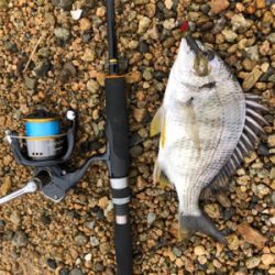 サーフチニング