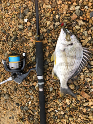 サーフチニング