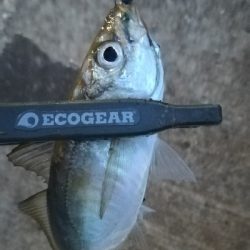 ナイトアジング