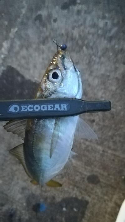 ナイトアジング