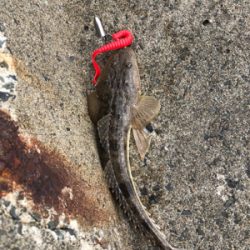 朝まずめと夕まずめのダブルヘッダー