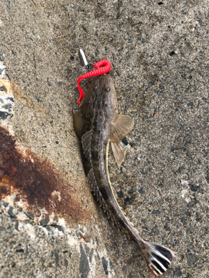 朝まずめと夕まずめのダブルヘッダー