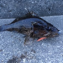 ロックフィッシュ