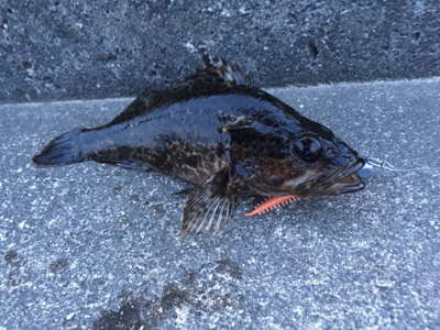 ロックフィッシュ