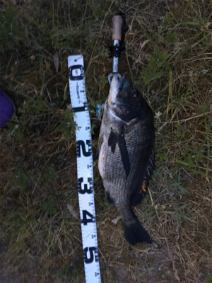 まづめチニング