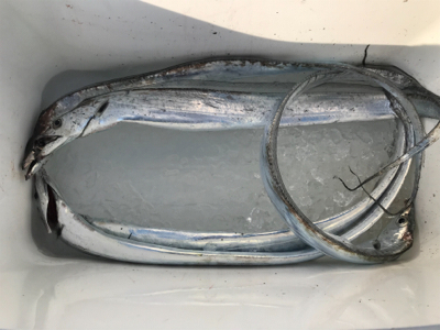 初タチウオです!