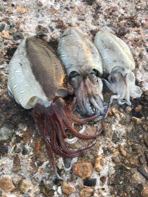 コウイカ狙い 勝利 短時間