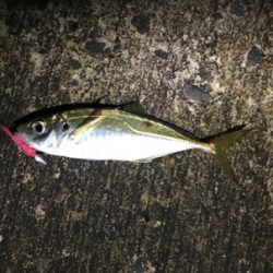 イカおらずアジ