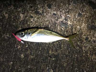 イカおらずアジ