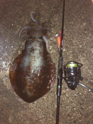 狙い撃ったアオリイカ！きんもちいぃぃ^ ^…