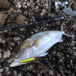 のんびり磯遊び