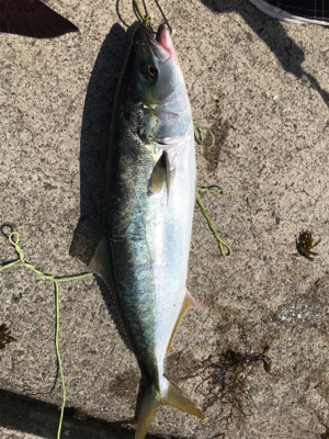 ルアーでハマチヘチでカンダイ