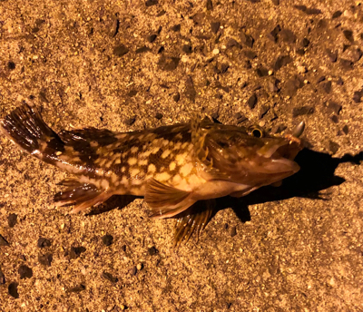 仕事帰りに夜釣り