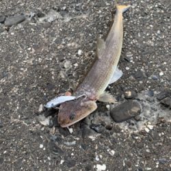 ルアーで何かを狙いに