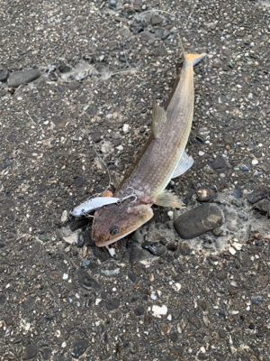 ルアーで何かを狙いに