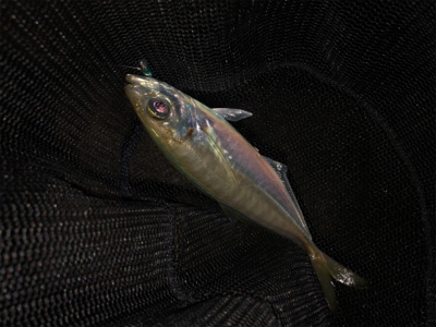 荒れると釣れる