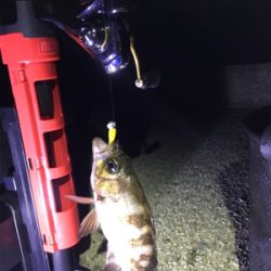 雨上がりのメバリング