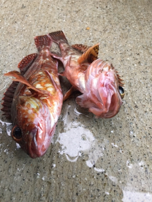 がっしひさにひき