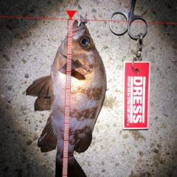 アジとメバルとガシラ