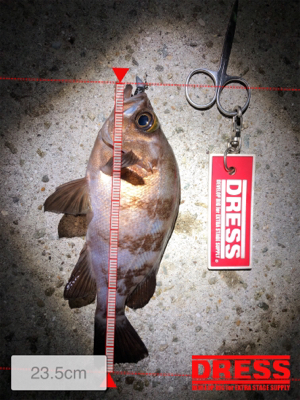 アジとメバルとガシラ