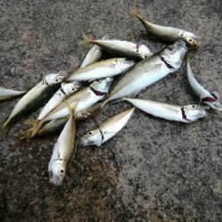 やっとアジに会えました