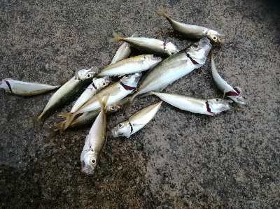 やっとアジに会えました