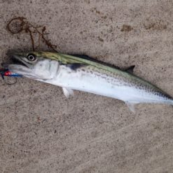 ベイトの群れが大量に回遊!