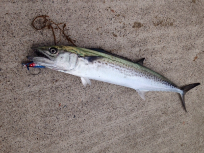 ベイトの群れが大量に回遊!