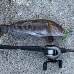 ベイトが跳ねてます٩( ‘ω’ )و