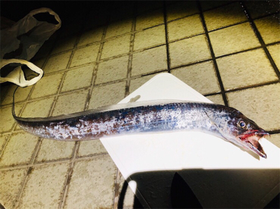 久しぶりのご馳走です