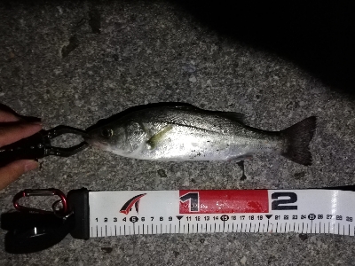 チーバスパラダイス