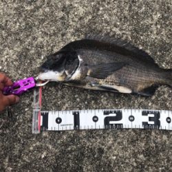 初、目印の落とし込み釣り